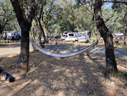 Trees perfect for setting up hammocks.