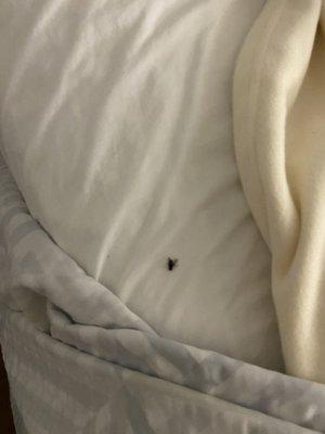 Yes that is a dead fly in the bed