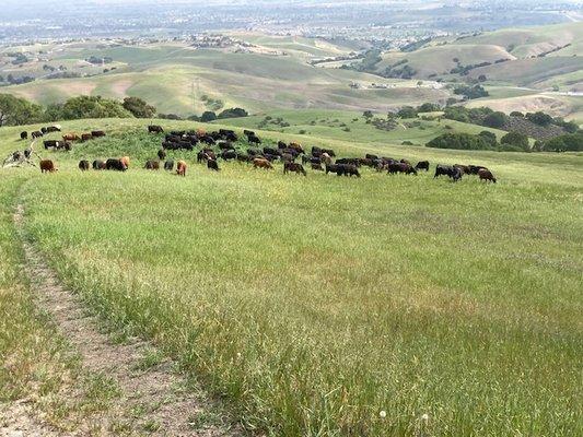 Our cattle graze on open pastures, with access to water and VIEWS!