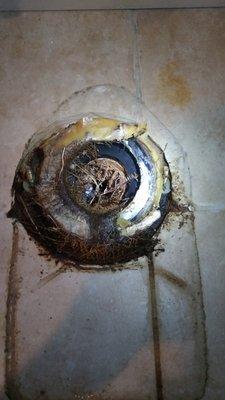 Roots inside your toilet and sewer line no problem we can fix it.