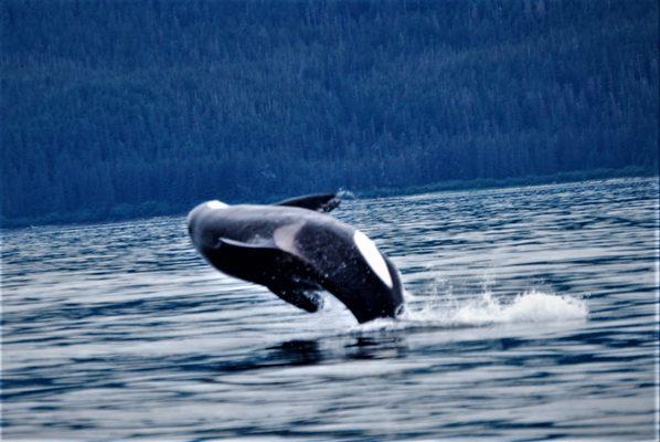 Killer Whale breaching!!Amazing to see not always the best thing for fishing.