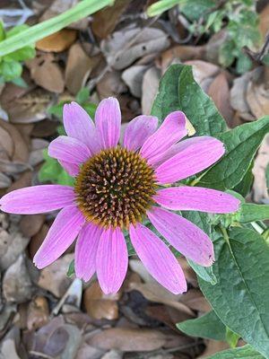 Purple coneflower