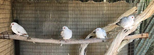 diamond dove parents to too many babies!