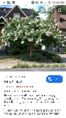 White crape Myrtles in delivery and installment.