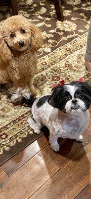 Say Cheese! Bella & Nunu happy after a visit to Woodcrest Vet!