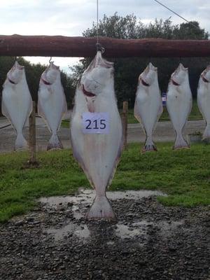 Halibut fishing in Ninilchik, Alaska with DISCOVER ALASKAN ADVENTURES!