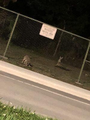 Coyotes inside the park