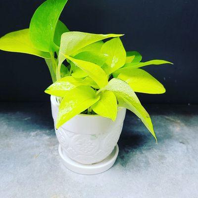 Neon pothos