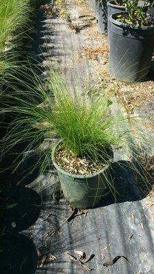 Mexican Feather Grass