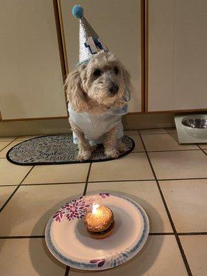 Bongo enjoying his little cake