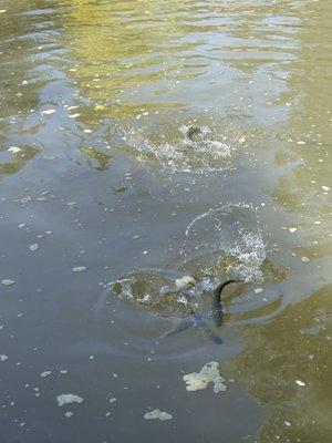 The trout jumping for the food