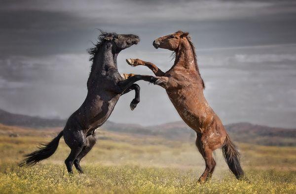 Wild mustangs, equine photography