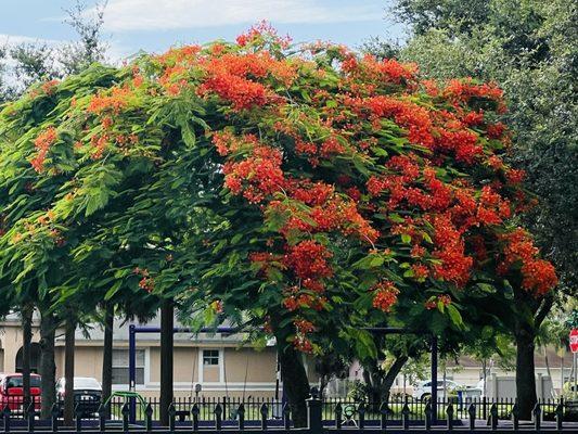 Royal poinciana tree.