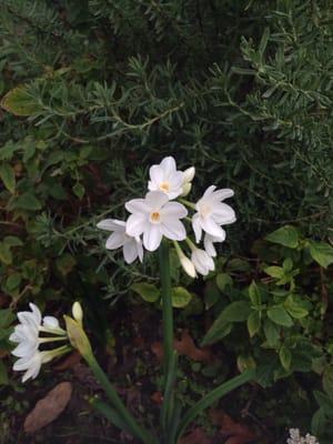 Paperwhites from Glenwood Weber in my garden!