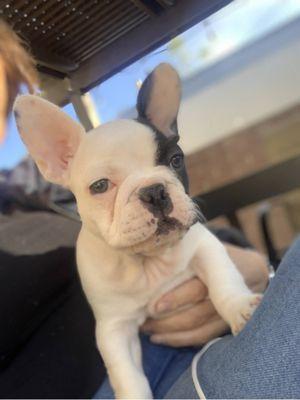 Frenchie coat nice and clean after antibiotics