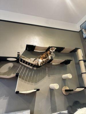 Cat play wall with Petals