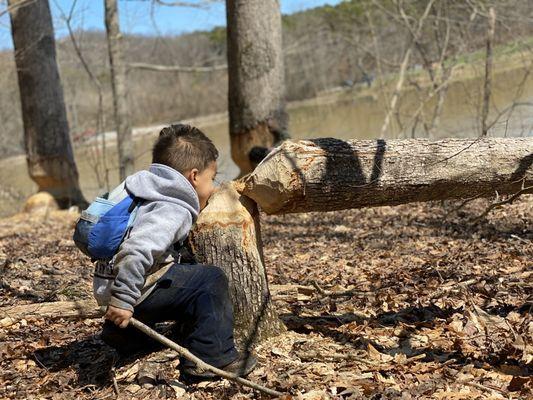 Beavers have been busy.