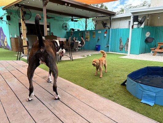 Dog bar and patio