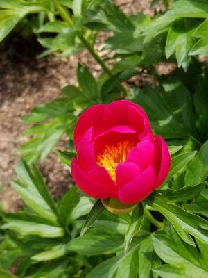 Another gorgeous peony.