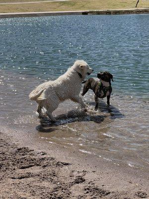 Dogs playing. Dunkin and his new friend