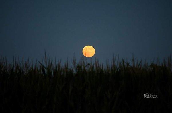 CORNFIELD MOON