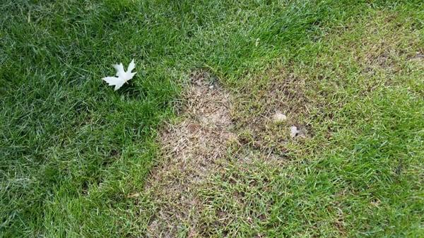 Large areas of our lawn were damaged by Kevin's Landscaping.