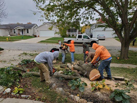 Embark Tree Removal