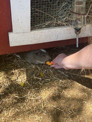 Adorable Guinea pig who was recused from a cruel pet store and loves papaya.