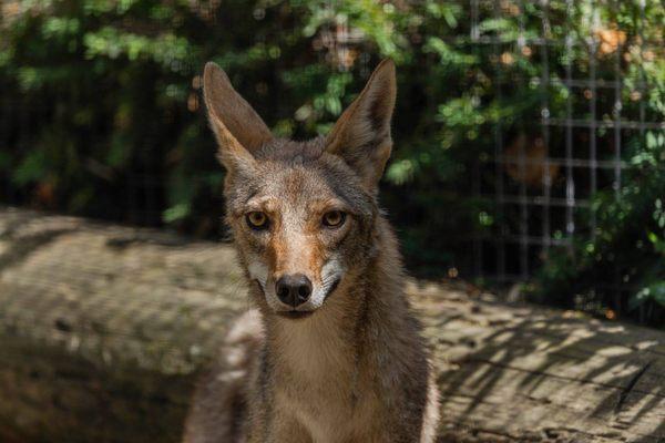 Cassie, our resident Coyote.  Cassie came to us after a rehabilitation center deemed her non-releasable to the wild.