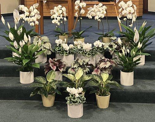 Blooming potted flowers for funeral