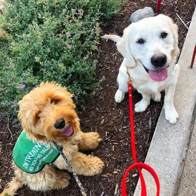 Start early with training! These two pups are 5 months old and graduated our board and train program with flying colors