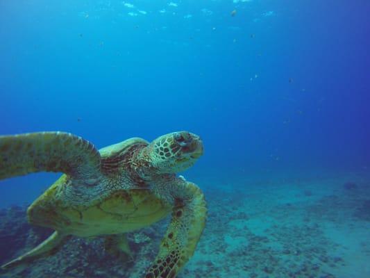 Turtle selfie!