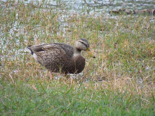 Mottled duck