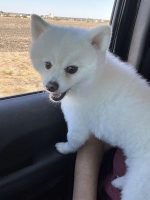 Nothing makes me happier than my fluff blowing in the wind on a weekend car ride!