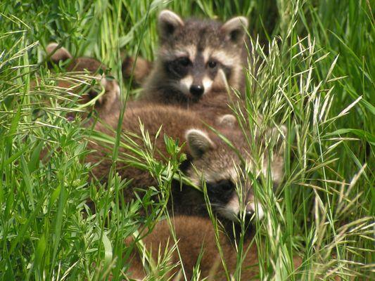 If you or your pet are bitten by any wildlife, please seek medical care!