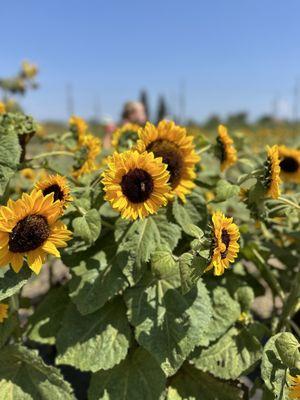 Hana Field by Tanaka Farms