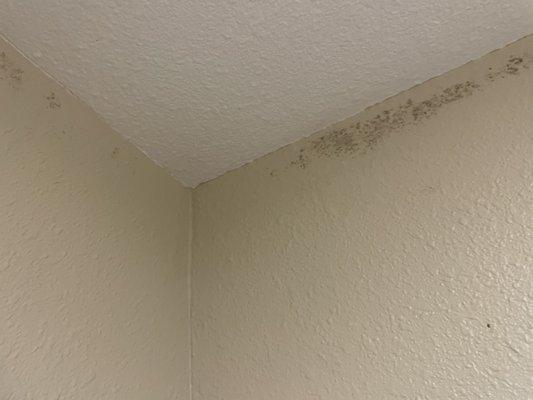 Black mold in shower