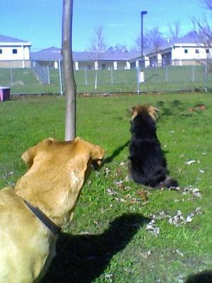 My girls love the dog park behind the facilities!