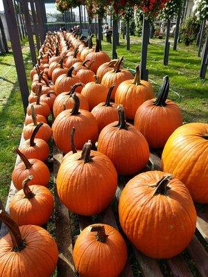 We have three types of pumpkins. Sugar, Jack o Lantern and Howden. We also sell corn stalks and hay bales.