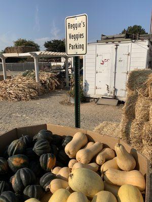 The spaghetti squash is HUGE right now