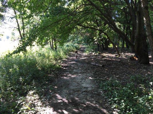 Trail thru woods