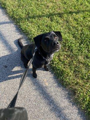 Learning leash manners!