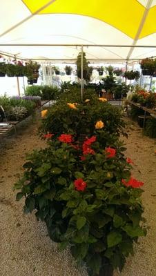 Quality Hybiscus and the best hanging baskets you'll find anywhere !