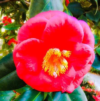 These pretty flowers are all over the square as flowering bushes