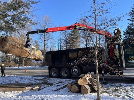 Casadei Tree Service