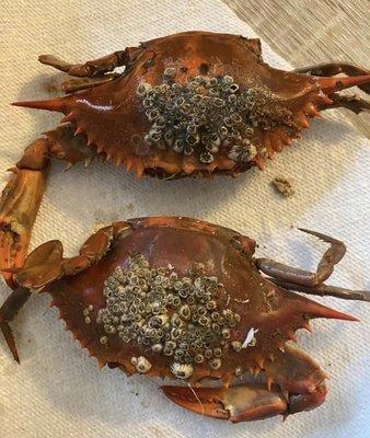 Crab with barnacles