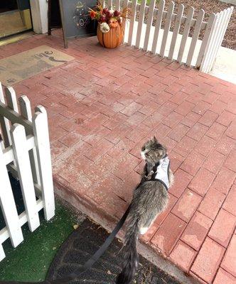 Entrance (Cat Viewpoint...)