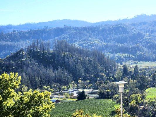 Beautiful view of the wine valley from the hospital entrance