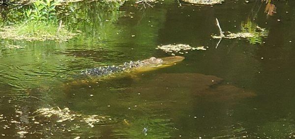 Alligator Chillin