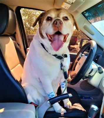 If I say, "Wanna see Dr. Clark?" Teddy jumps in the Jeep & wants to drive us there!